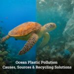 Ocean Plastic Pollution Causes Sources & Recycling Solutions